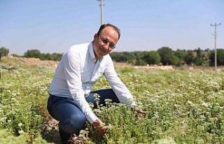 Pamukkale Belediyesi kekik ve lavanta festivali düzenliyor