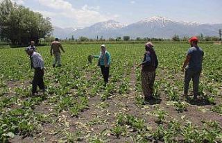 Pancar tarlalarına dadanan domuzlar çiftçiyi usandırdı