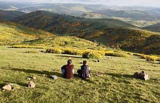 Perşembe Yaylası’nda orman gülleri ile renk cümbüşü
