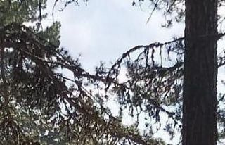 Piknikte meydan kavgası 6 yaralı