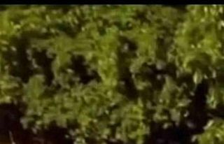 Posof’ta sağanak ve dolu etkili oldu