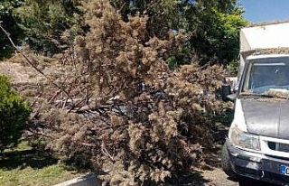 Refüjdeki ağacı devirerek karşı şeride geçti