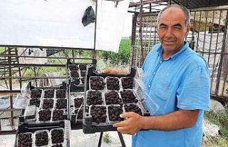 Sadece 5 dekardan 25 günde 300 bin lira kazanıyor