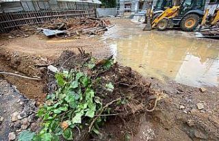 Sağanak yağışta 15 metre boyundaki ağaç devrildi