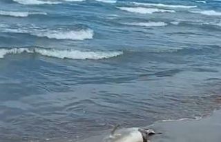 Sahile ölü yunus balığı vurdu