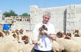 Şahinbey’de hayvancılık gelişiyor