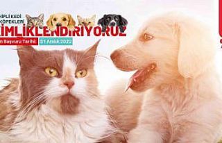 Sahipli kedi ve köpeklerin yıl sonuna kadar kimliklenmesi...