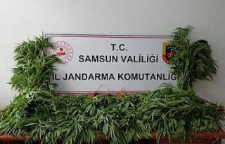 Samsun’da jandarma tarafından kubar esrar ve tarlada...