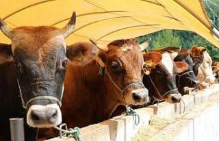 Samsun’da kurban satış ve kesim yerleri belli...