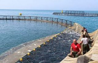 Samsun’da Türk somonu hasadı