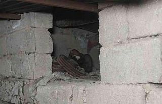 Sansarlar, Akyüz ailesini tedirgin ediyor