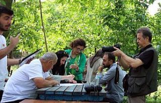 Sapanca’nın çınarları anılarını anlatacak