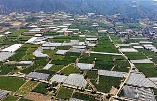 Sarıgöl’de üzüm bağları koruma altına alınmaya...