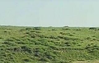 Sarıkamış’ta domuz sürüsü kameraya yansıdı