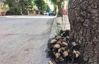 Şehir merkezi mantarlarla doldu