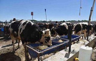 Selçuklu’da kurban satışı başladı