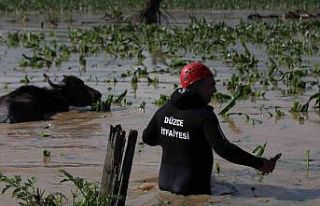 Selde mahsur alan hayvanlar kurtarıldı