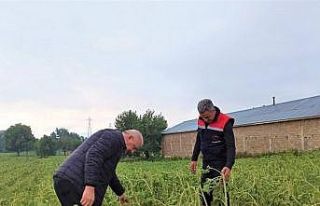 Selden zarar gören tarım alanlarında hasar tespit...