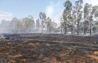 Seydikemer’de okaliptüs ağaçları yandı