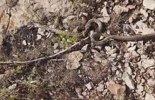 Siirtli çiftçilerin yılan tedirginliği