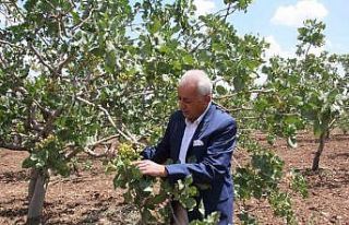 Siirt’te aracılar piyasadaki fıstığı toplayıp...