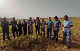 Siirt’te ilk hasat dualarla yapıldı, çiftçi...
