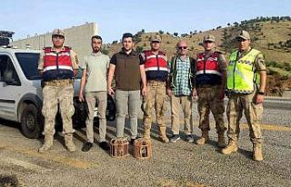 Siirt’te kaçak avcıya tutanak tutuldu
