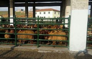 Siirt’te kurban satış ve kesim yerleri belirlendi