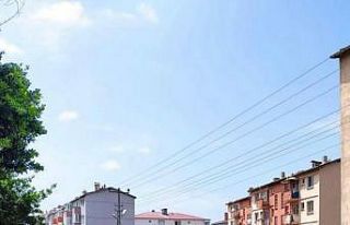 Sinop’ta fırtına ağaç yıktı