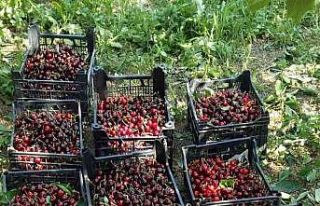 Sinop’ta kiraz hasadı