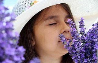 Sivas mor inci hasadı için gün sayıyor