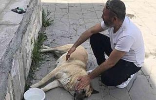 Sokak köpeği ’Kocakız’ için vatandaşlar seferber...