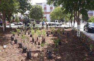 Soma Belediyesinde yaz çalışmaları devam ediyor