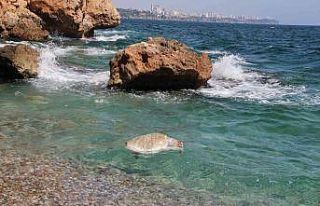 Su sporları araçlarına, caretta caretta uyarısı