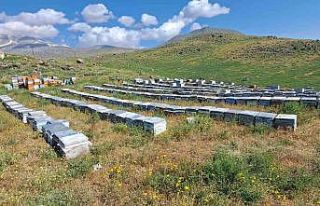 Süphan Dağı’nın eteklerinde organik bal üretimi