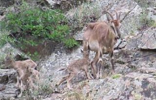 Sürekli yattığı için endişelendiği dağ keçisinin...