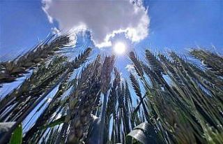 Tahıl ambarı Konya, tohum üretim merkezi oldu