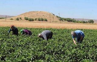 Tahmazoğlu domates ve biber hasadı yaptı