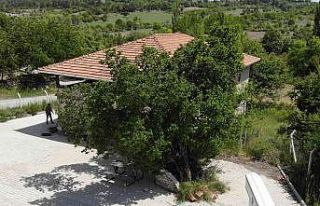 Tam bin yaşında... Şifa bulmak isteyen meyvesine...