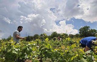 Tarım ekiplerinden hastalık ve zararlılara karşı...