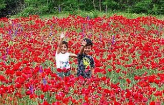 Tarlada açan gelincikler görsel şölen oluşturdu