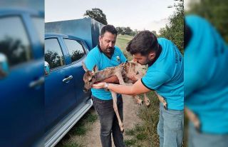Tarlada bulunan yaralı ceylan yavrusu tedaviye alındı