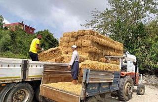 Tarsus’ta üreticilere ücretsiz saman dağıtıldı
