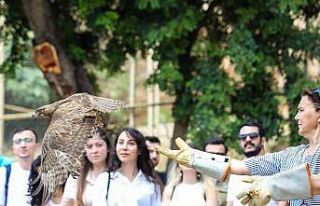 Tedavi edilen yırtıcı kuşlar doğaya bırakıldı