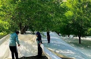 Tescilli Ulukale dutunda çalışmalar başladı