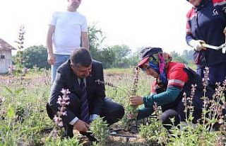 Tıbbi aromatik projesinde ilk hasat yapıldı
