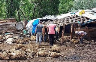 Tokat’ta ağıla giren kurt 100’e yakın koyunu...