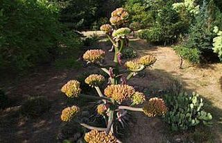 Toprak Dede’nin "sabır çiçeği" 40...