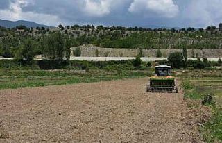 ’Tosya pirinci’ damlama sulama yöntemi ile yetişecek