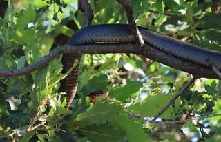 Tunceli’de dev yılan paniği